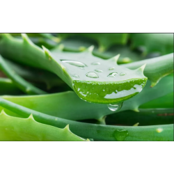 Masaje de bienestar aloe vera